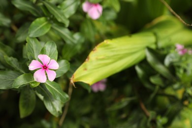 Photo of Pink periwinkle plant with beautiful flowers growing outdoors, closeup. Space for text
