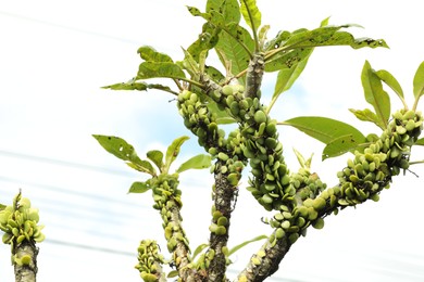 Photo of Tree with green leaves and fruits against sky, closeup
