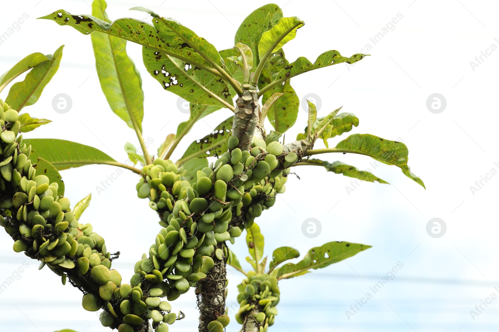 Photo of Tree with green leaves and fruits against sky, closeup