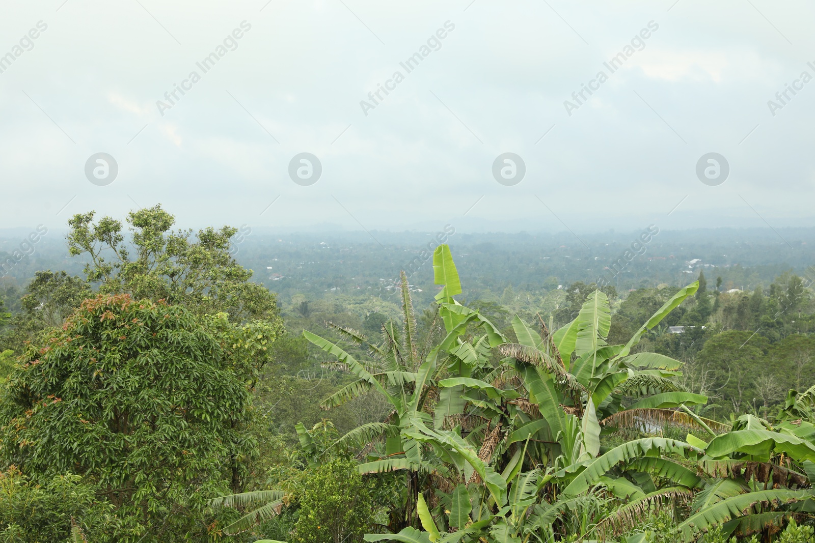 View of different plants growing on mountains Photo of View of different plants growing on mountains