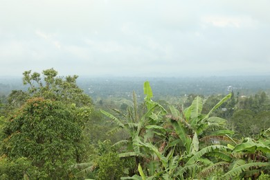Photo of View of different plants growing on mountains