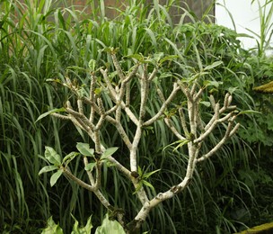 Photo of Beautiful tree with green leaves growing outdoors