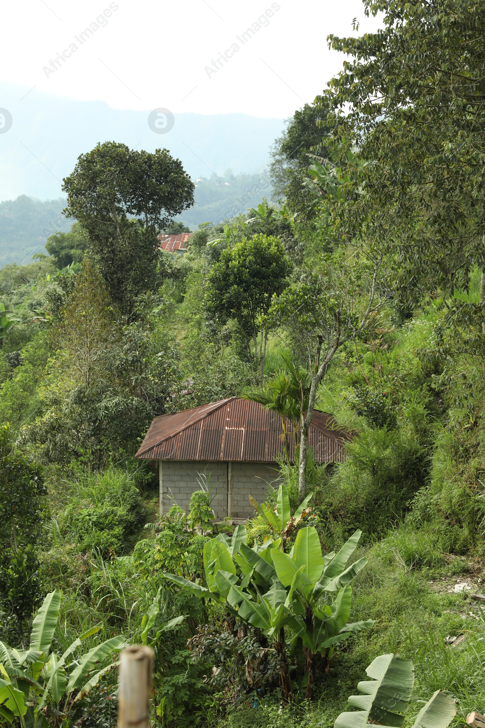 Building surrounded with different trees on hill Photo of Building surrounded with different trees on hill