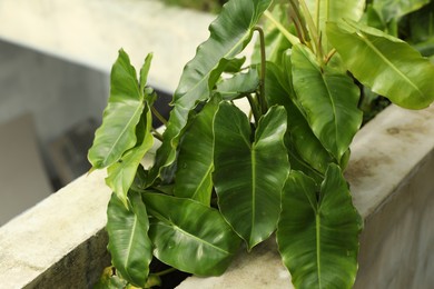 Photo of Plant with green leaves growing outdoors, closeup