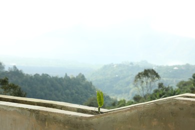Photo of Plant growing in stone fence against mountain view, closeup