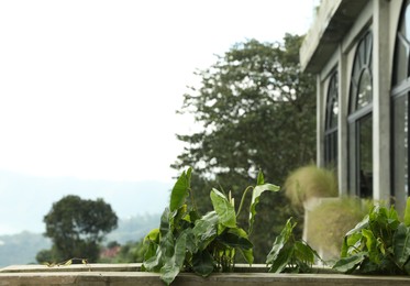 Photo of Different plants growing in stone fence at resort. space for text