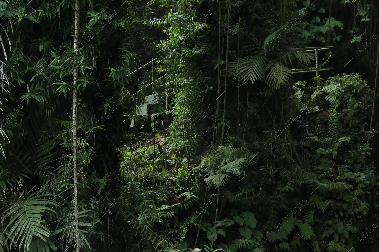 Different green trees and plants in tropical forest Photo of Different green trees and plants in tropical forest