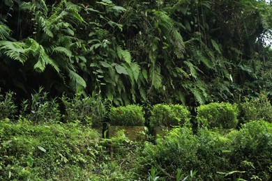 Photo of Different green trees and plants in tropical forest