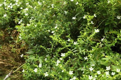 Photo of Green plant with beautiful flowers growing outdoors