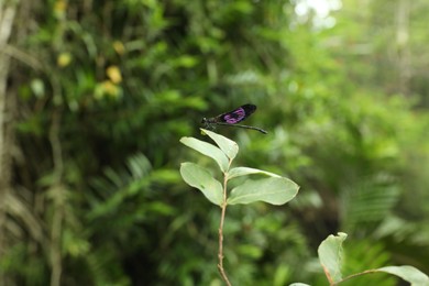 Photo of One beautiful dragonfly on green twig outdoors, closeup