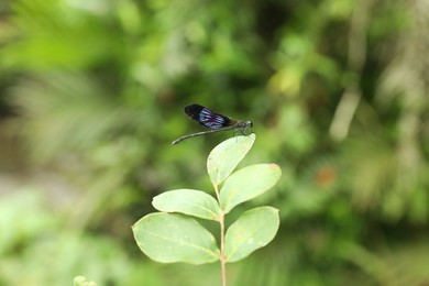 Photo of One beautiful dragonfly on green twig outdoors, closeup