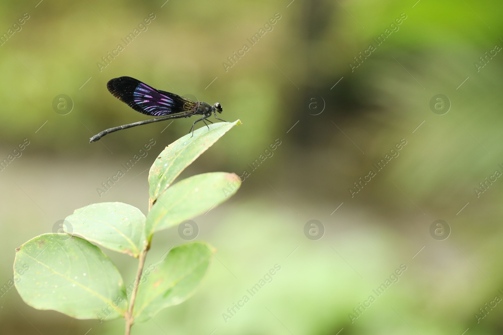 One beautiful dragonfly on green twig outdoors, closeup. Space for text Photo of One beautiful dragonfly on green twig outdoors, closeup. Space for text