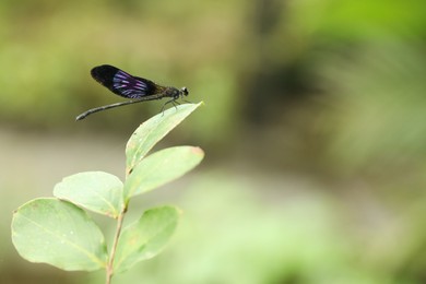 Photo of One beautiful dragonfly on green twig outdoors, closeup. Space for text