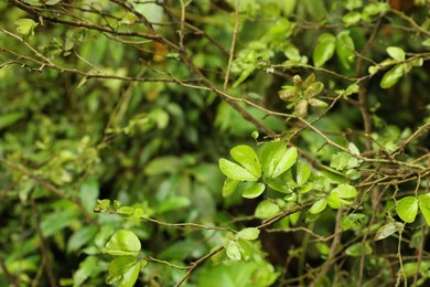 Photo of Branches with green leaves outdoors, closeup view
