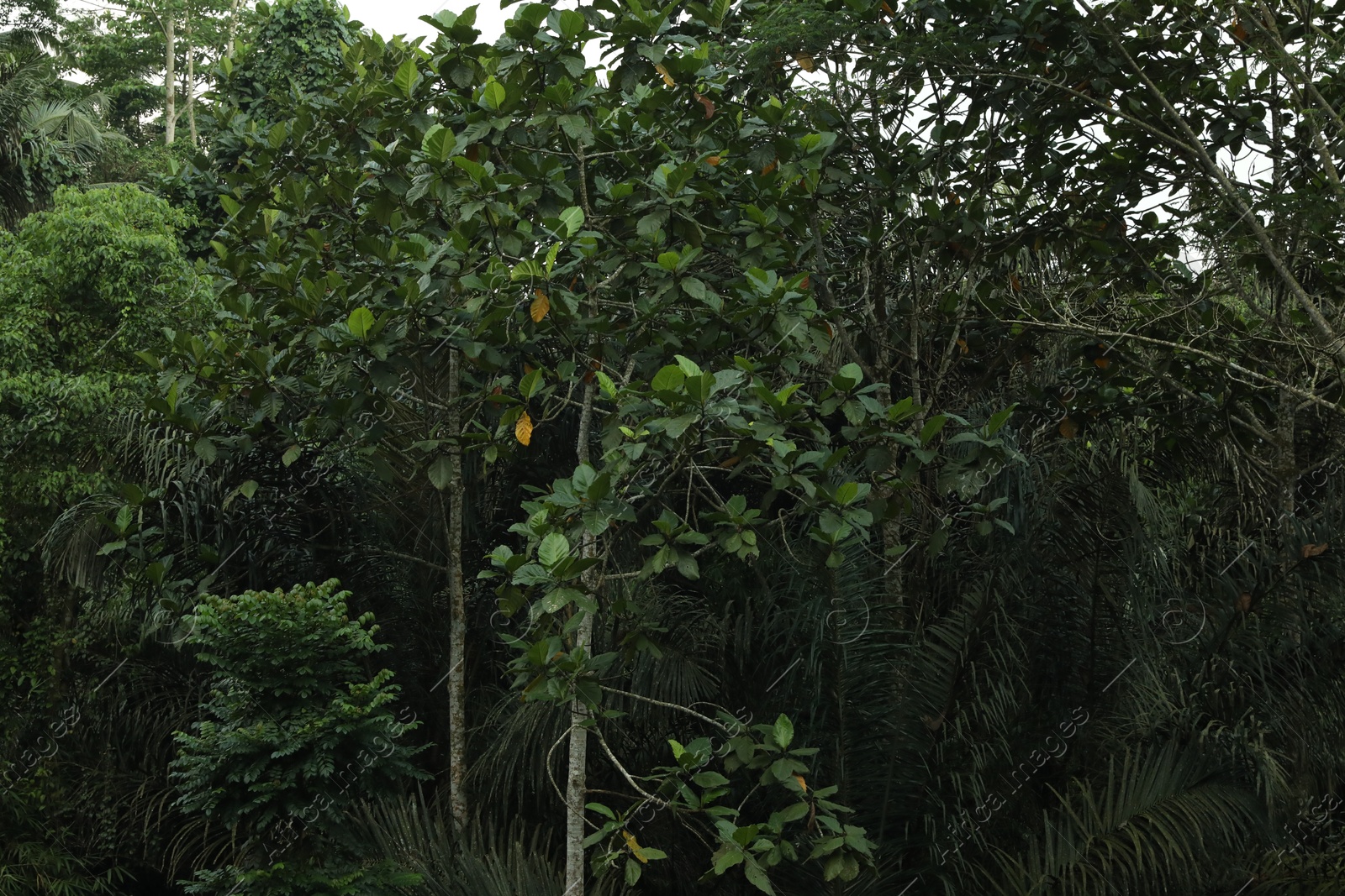 Many different green trees in tropical forest Photo of Many different green trees in tropical forest