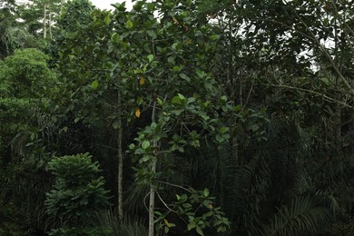 Photo of Many different green trees in tropical forest