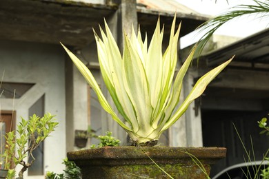Photo of Plant with green leaves growing outdoors, closeup