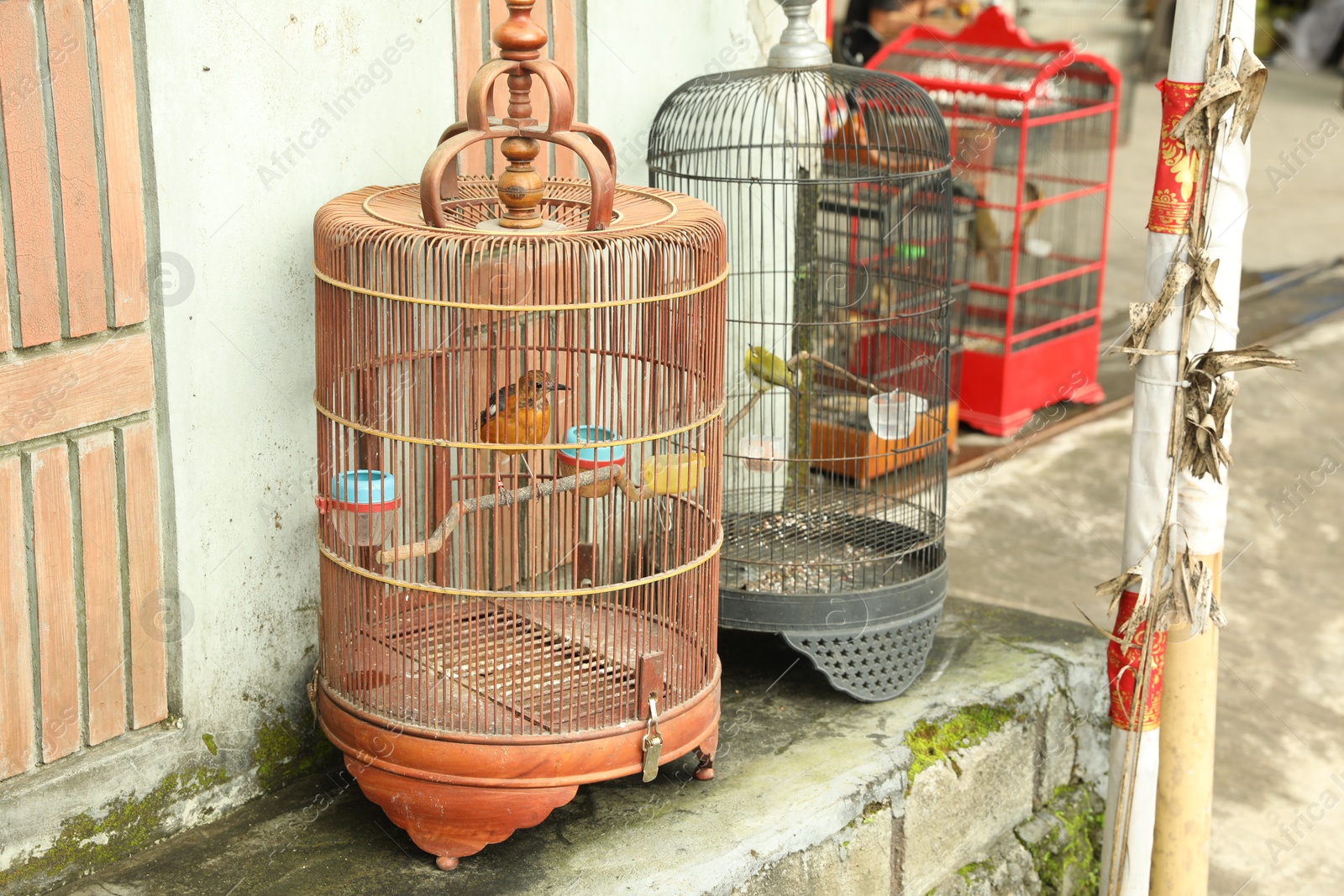 Beautiful birds in cages on market outdoors Photo of Beautiful birds in cages on market outdoors