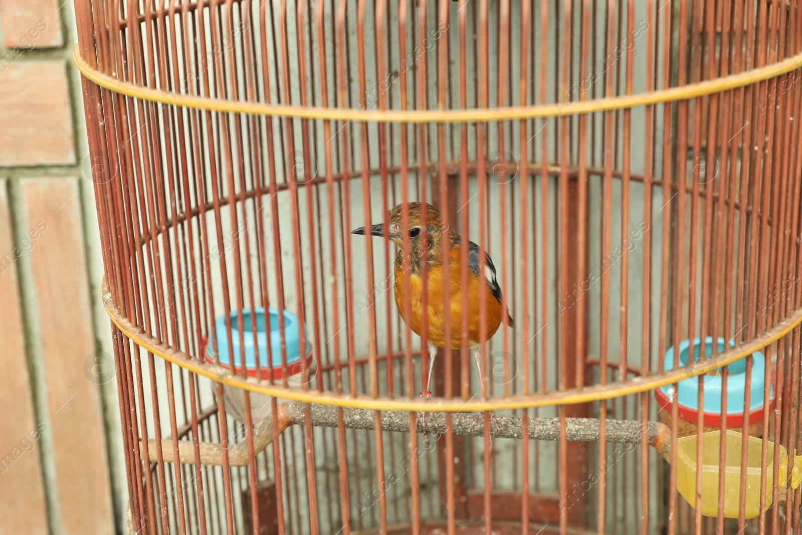 Beautiful little bird in cage outdoors, closeup Photo of Beautiful little bird in cage outdoors, closeup