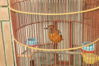 Photo of Beautiful little bird in cage outdoors, closeup