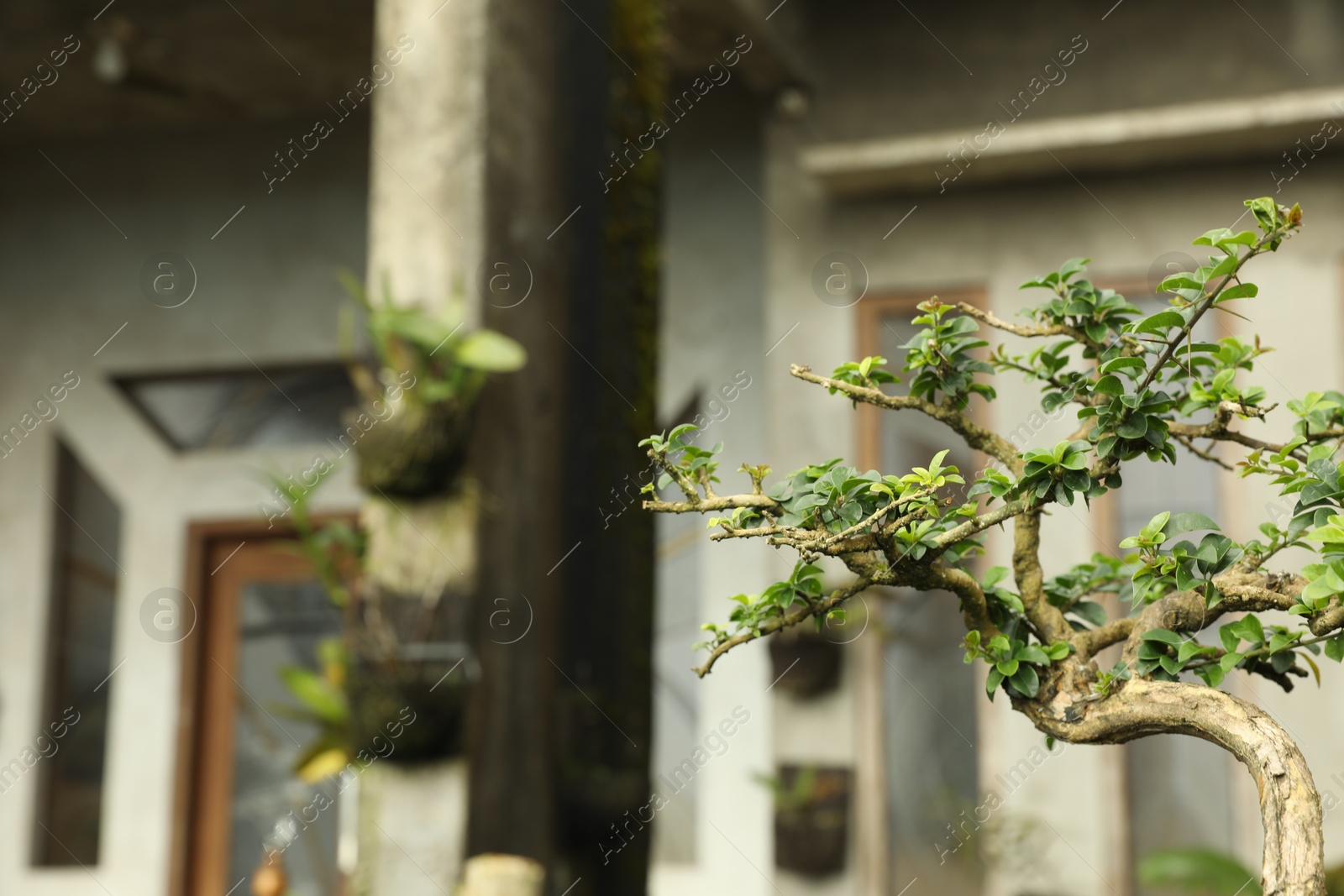 Tree with green leaves growing outdoors, closeup Photo of Tree with green leaves growing outdoors, closeup