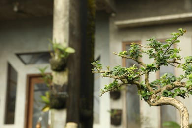 Photo of Tree with green leaves growing outdoors, closeup