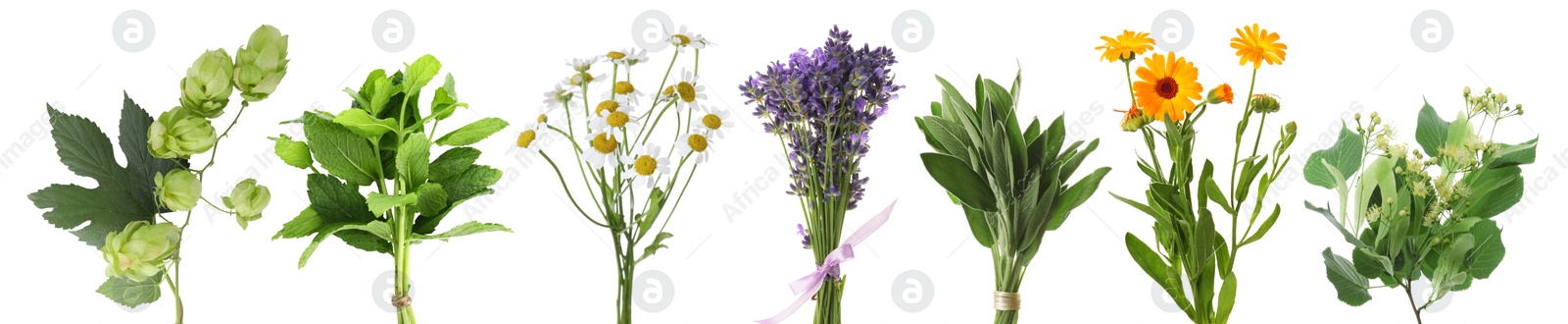 Fresh chamomile flowers and other herbs isolated on white, set Image of Fresh chamomile flowers and other herbs isolated on white, set