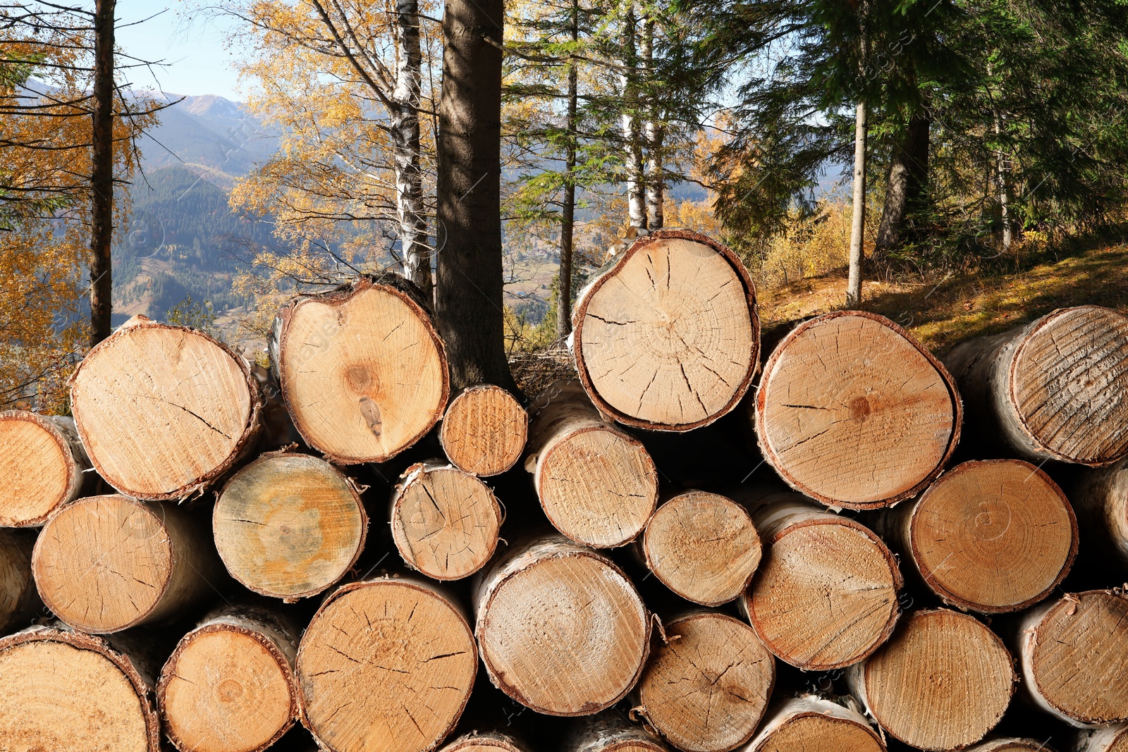 Cut firewood near trees in mountain forest Image of Cut firewood near trees in mountain forest