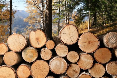 Image of Cut firewood near trees in mountain forest