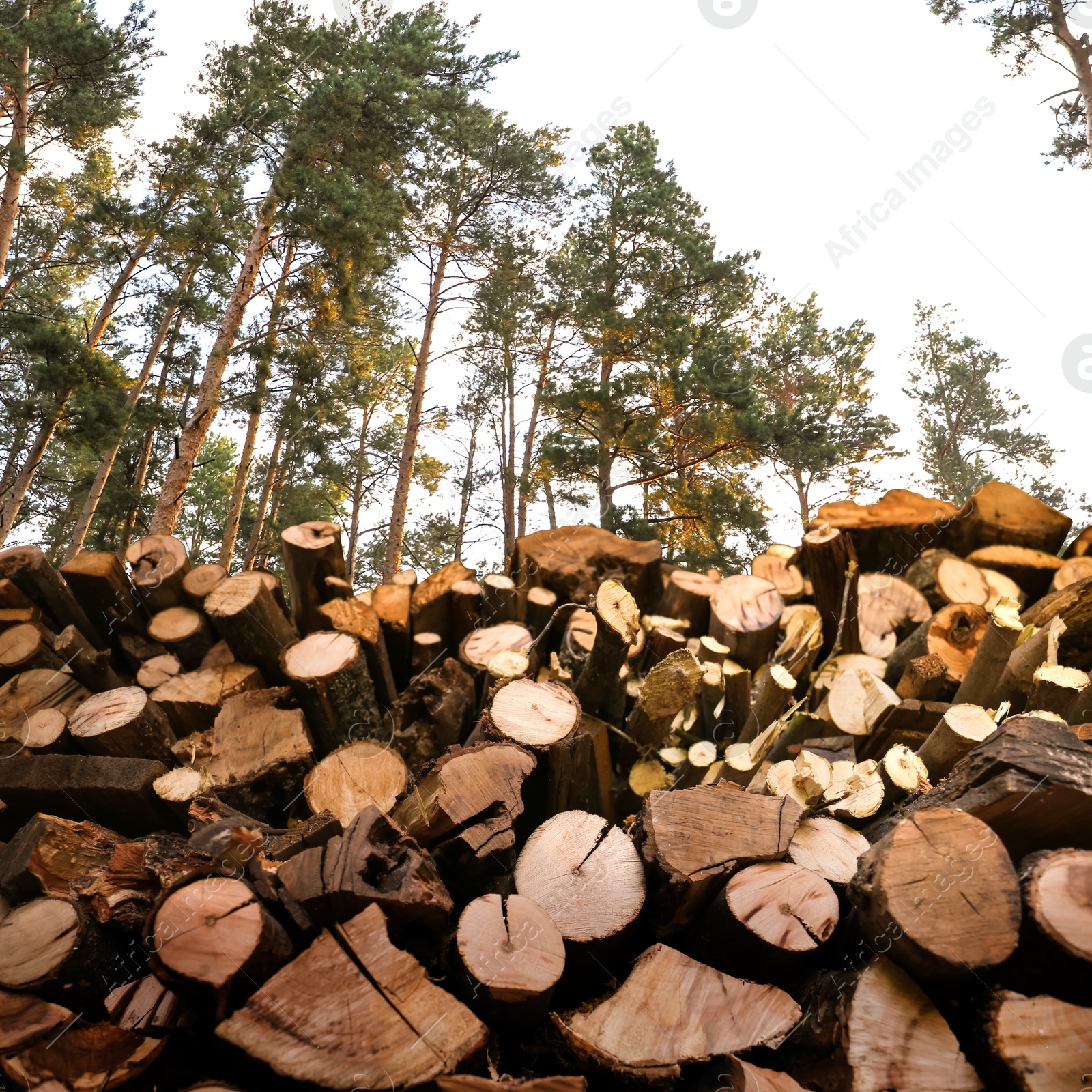 Cut firewood near trees outdoors, low angle view Image of Cut firewood near trees outdoors, low angle view