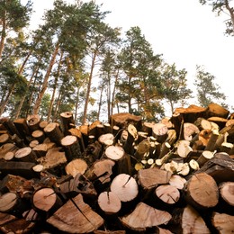Image of Cut firewood near trees outdoors, low angle view