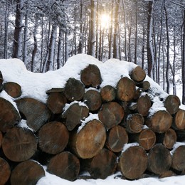 Image of Cut firewood covered with snow near trees in forest