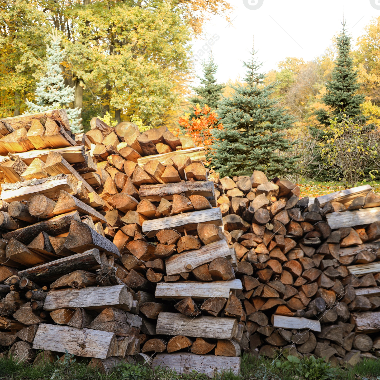 Cut firewood near trees outdoors on sunny day Image of Cut firewood near trees outdoors on sunny day