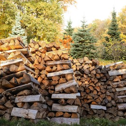 Image of Cut firewood near trees outdoors on sunny day
