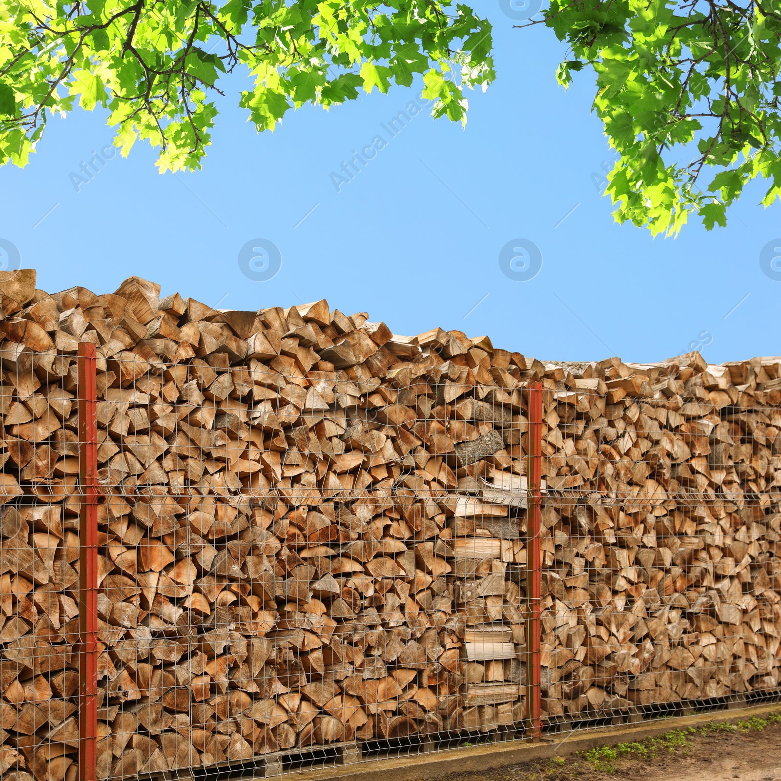 Stacked cut firewood under tree branches with green leaves Image of Stacked cut firewood under tree branches with green leaves