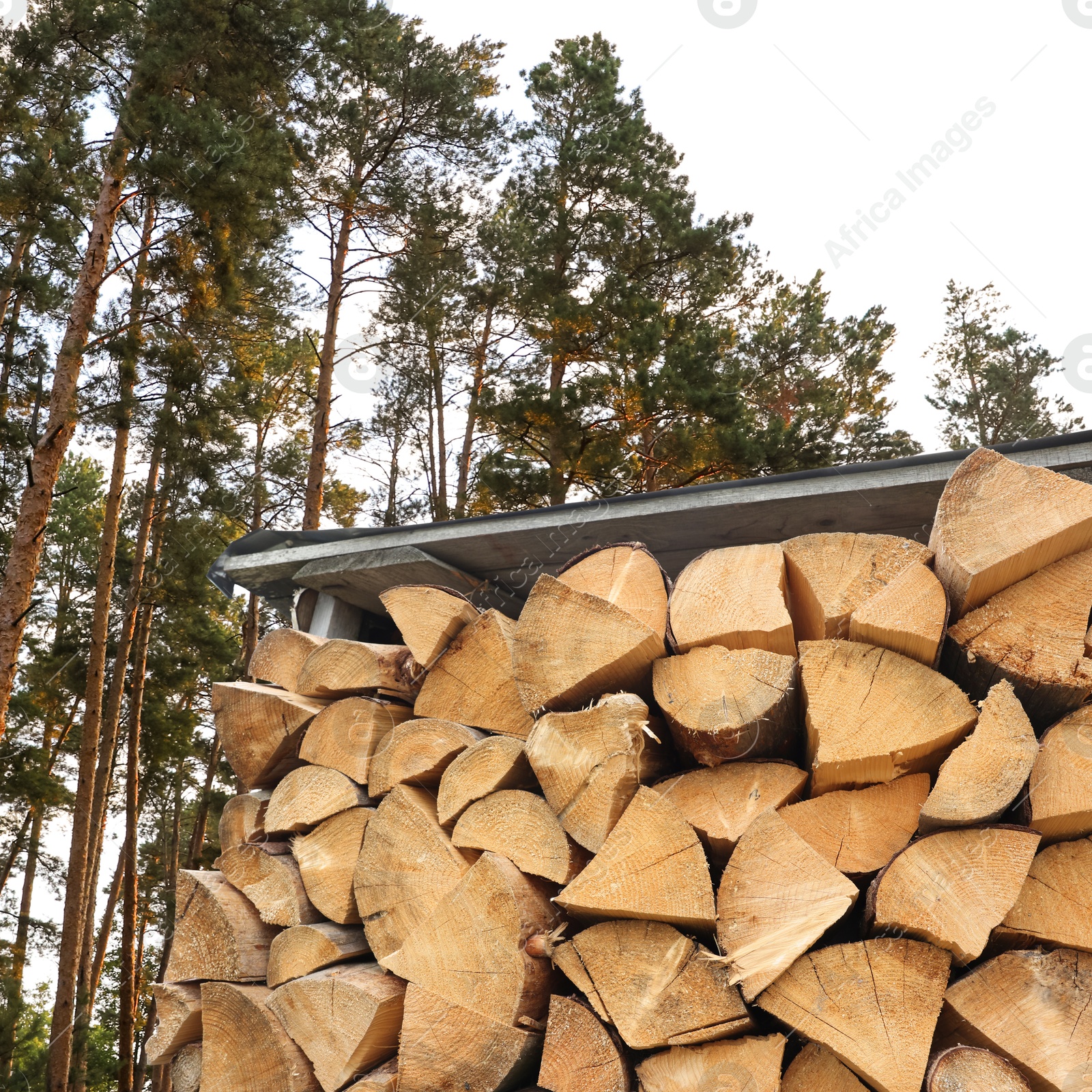 Stacked cut firewood under roof near trees outdoors Image of Stacked cut firewood under roof near trees outdoors