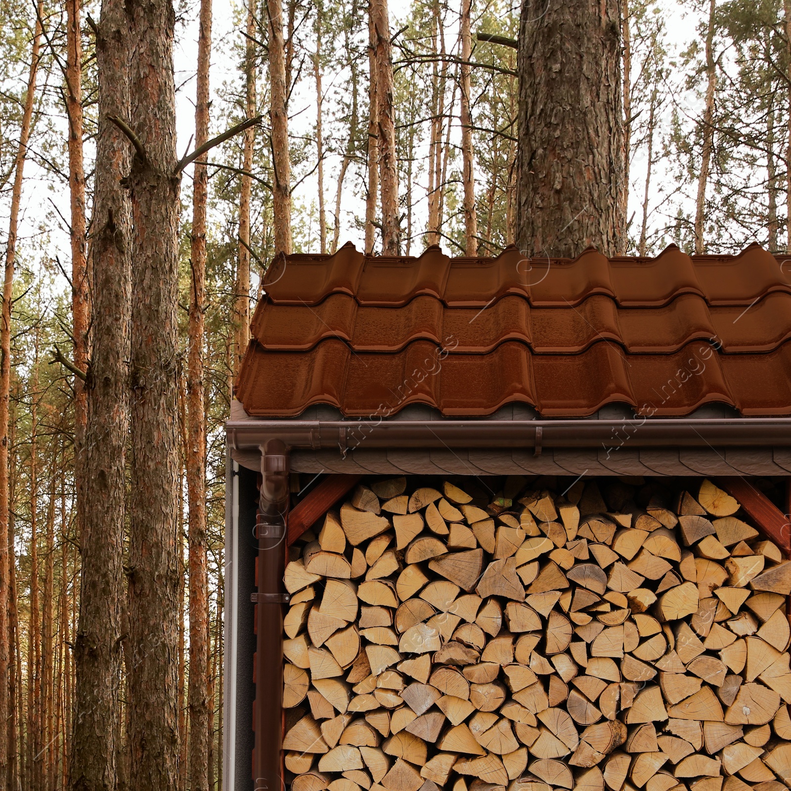 Stacked cut firewood near trees in forest Image of Stacked cut firewood near trees in forest