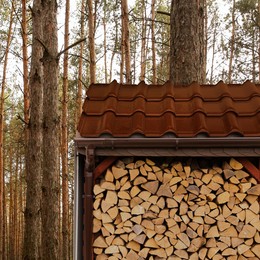Image of Stacked cut firewood near trees in forest