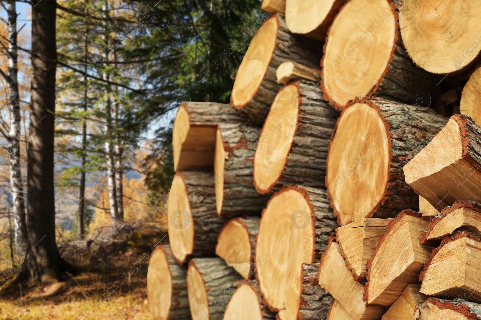 Cut firewood near trees in mountain forest Image of Cut firewood near trees in mountain forest