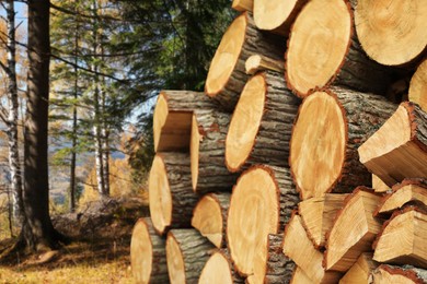 Image of Cut firewood near trees in mountain forest