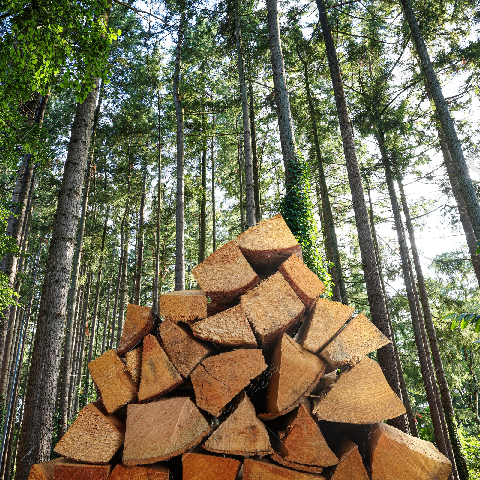 Stacked cut firewood near trees in forest Image of Stacked cut firewood near trees in forest