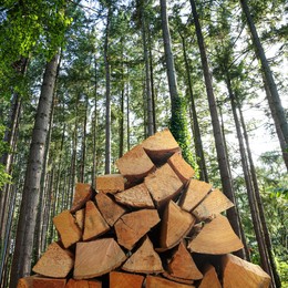 Image of Stacked cut firewood near trees in forest