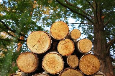 Image of Stacked cut firewood near trees in forest