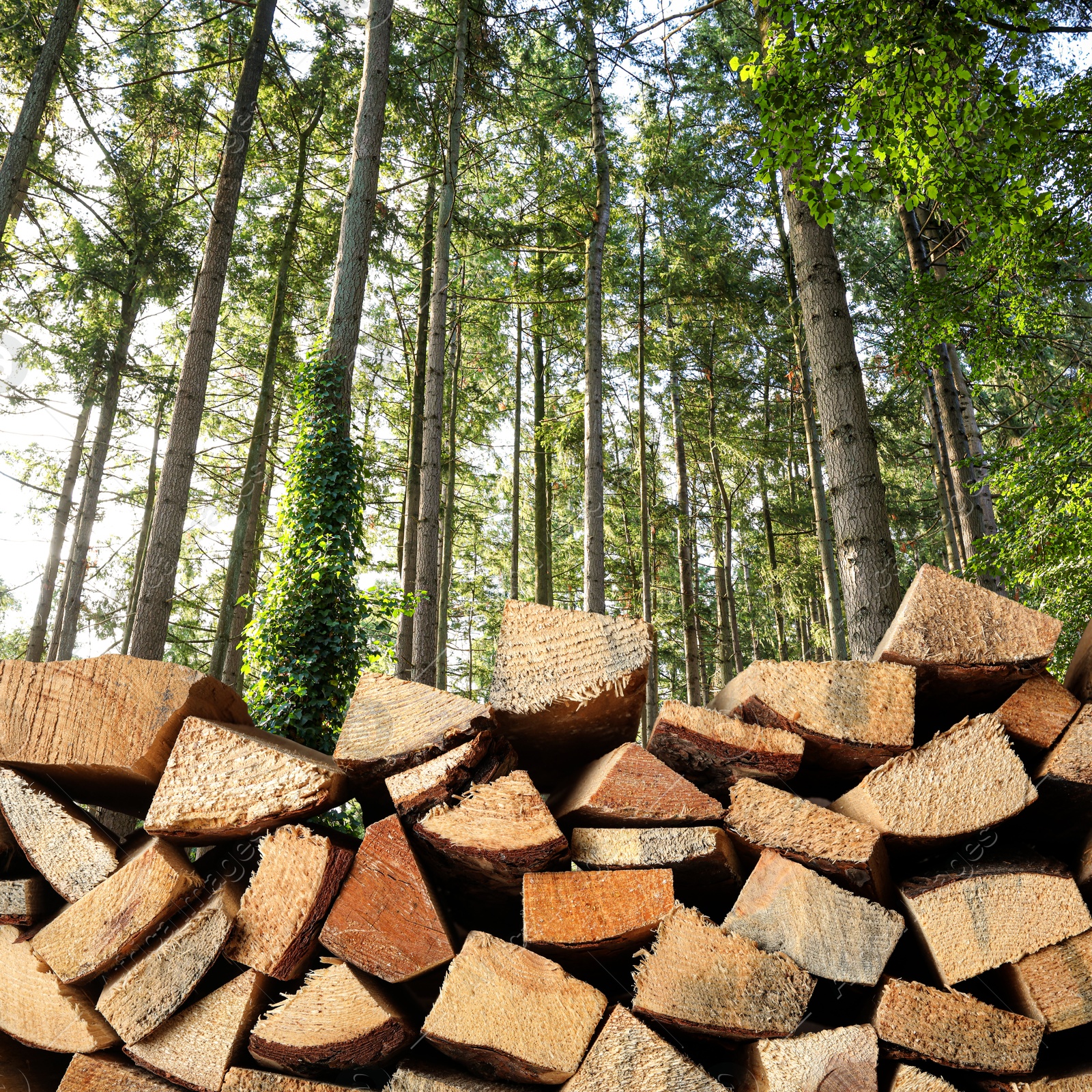 Stacked cut firewood near trees in forest Image of Stacked cut firewood near trees in forest