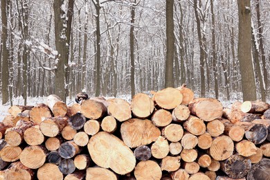 Image of Stacked cut firewood near trees in winter forest