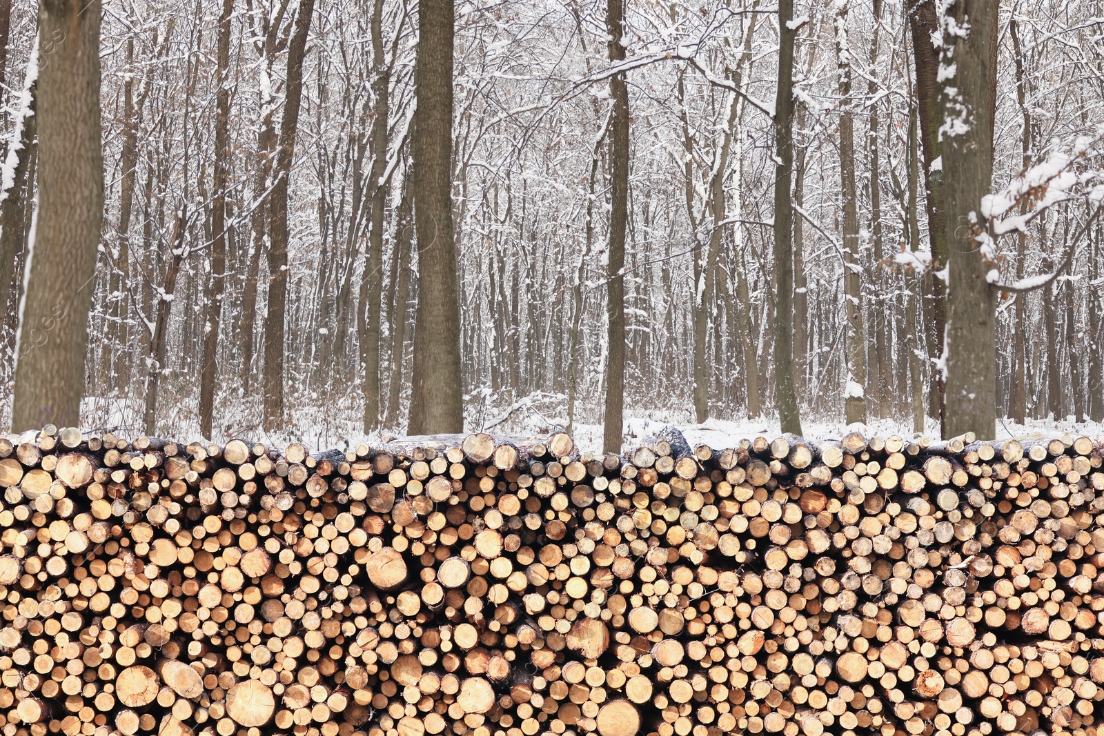 Stacked cut firewood near trees in winter forest Image of Stacked cut firewood near trees in winter forest