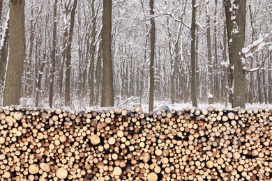 Image of Stacked cut firewood near trees in winter forest