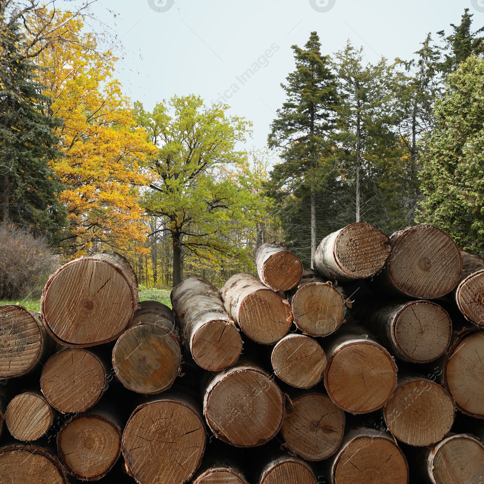 Stacked cut firewood near different trees outdoors Image of Stacked cut firewood near different trees outdoors