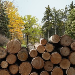 Image of Stacked cut firewood near different trees outdoors