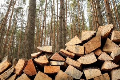 Image of Stacked cut firewood near trees in forest